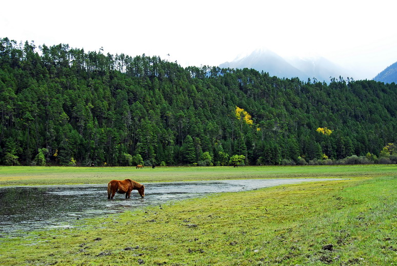 波密崗鄉(xiāng)林芝云杉林 波密崗鄉(xiāng)林芝云杉林