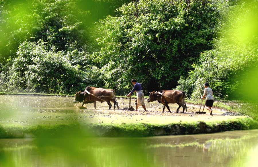 荔波喀斯特森林 荔波喀斯特森林