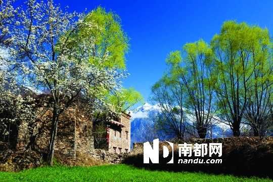 　　三月里,川西北的梨花盛放,寨子、碉樓、梨花……構(gòu)成最美的丹巴風(fēng)光。