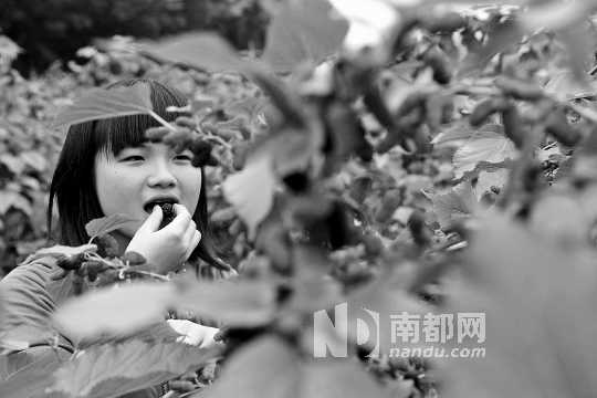 　　　　寶桑園桑葚已成熟,“五一”假期前都是吃桑葚的季節(jié)。南都記者 李向新 攝