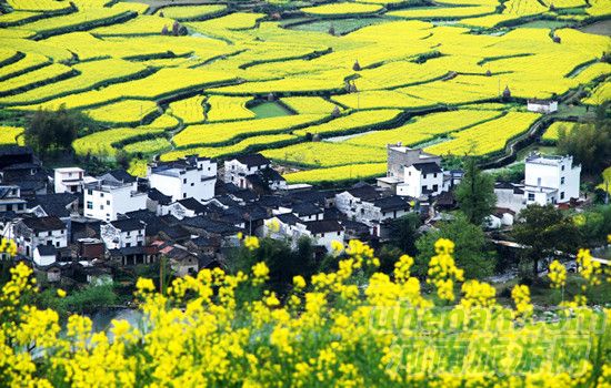 陽春三月 婺源成最火賞花地 陽春三月 婺源成最火賞花地