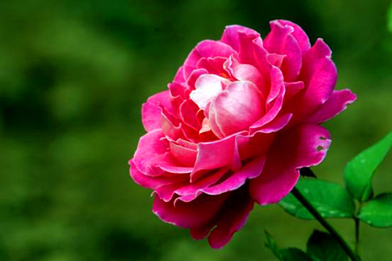 河南鄭州:第十九屆月季花展于28日在月季公園開(kāi)幕