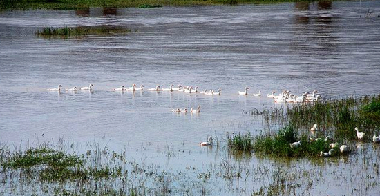 冬季正是觀鳥時 省內(nèi)觀鳥地盤點