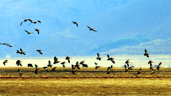 冬季觀鳥正當(dāng)時:捕捉美麗 拍攝優(yōu)雅