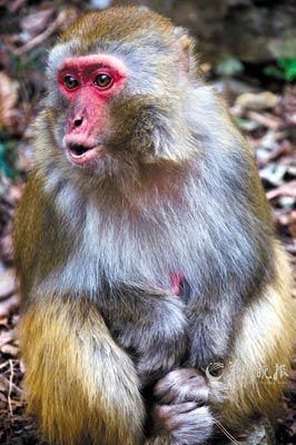 　　金鞭溪四周也是野猴的聚集地。