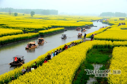 　　興化的油菜花最讓人心醉,因為沒有一個地方能把油菜花和水景結(jié)合得如此到位。(圖片來源:CFP)