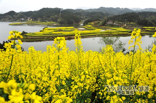 　　成片的油菜花同時開放,置身于其中,會感受到色彩給人的震撼和陶醉。(圖片來源:CFP)
