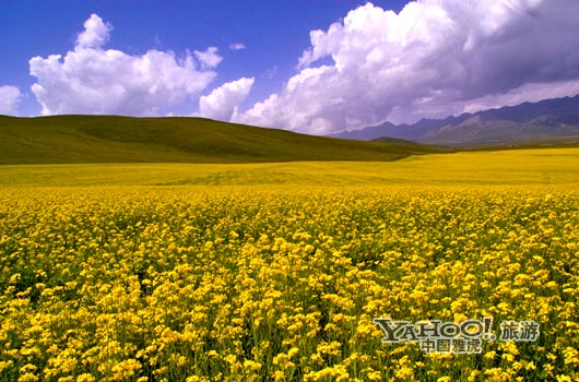 　　青海門源的油菜花景色甚為壯觀,十足的西部風(fēng)味。(圖片來源:CFP)