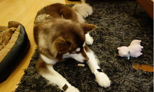 王思聰為愛(ài)犬配兩只蘋果表 王思聰為愛(ài)犬配兩只蘋果表