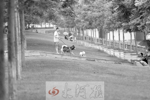 惡犬傷人事件頻發(fā)急需相關部門立法