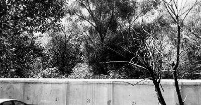 家長(zhǎng)們熱切盼望的天明路小學(xué)規(guī)劃地，就在這個(gè)郁郁蔥蔥的院里