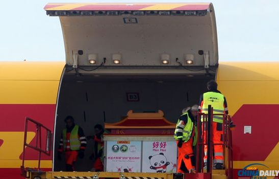 大熊貓“好好”抵達(dá)布魯薩爾國際機(jī)場。記者 付敬 攝