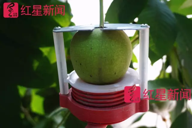 文玩核桃遇冷由幾萬一對(duì)降到5元沒人要？商戶否認(rèn)