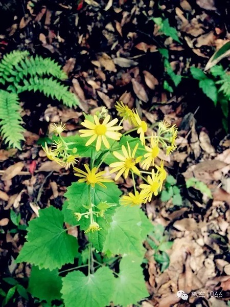 不僅有樹，還有美麗的小花花！