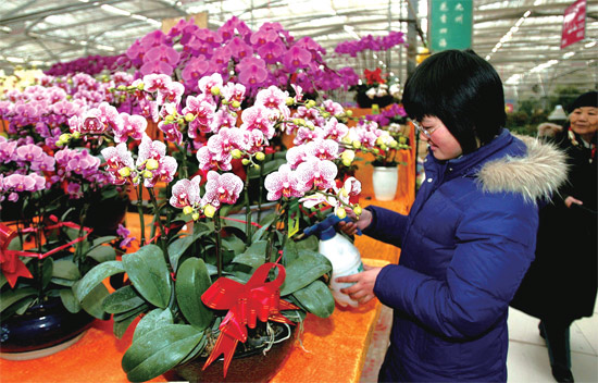 春節(jié)即將來臨，蝴蝶蘭依舊是節(jié)日花卉市場上最吸引眼球的品種，但銷量沒有去年同期好
