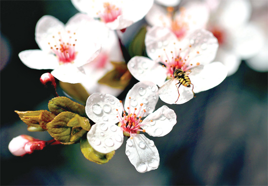 山杏報春，蜜蜂出動