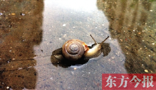 堵車俺不怕，就怕發(fā)大水，這不，一大早蹚水過(guò)街，現(xiàn)在已經(jīng)是下午了，俺還在馬路中間呢