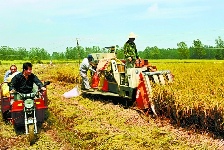 8月25日，農(nóng)機(jī)手在固始縣泉河鄉(xiāng)王樓村稻田里開始機(jī)收水稻。