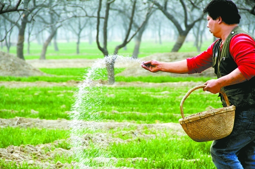 3月18日，內(nèi)黃縣城關(guān)鎮(zhèn)農(nóng)民在給小麥施肥。眼下正是冬小麥返青的關(guān)鍵時期，內(nèi)黃縣廣大農(nóng)民積極開展以澆水
