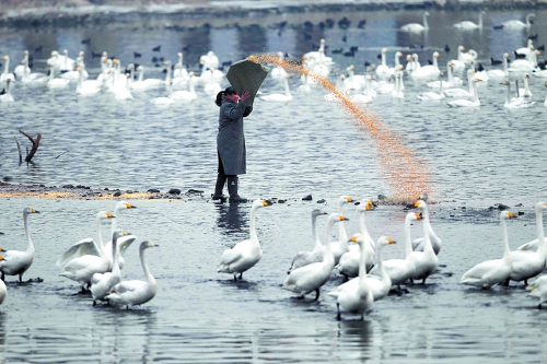 工作人員在灘地上撒食物 工作人員在灘地上撒食物