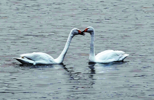 一對(duì)天鵝在“親密接觸” 一對(duì)天鵝在“親密接觸”