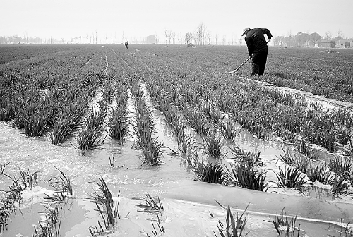 3月25日，濮陽(yáng)縣郎中鄉(xiāng)大趙寨村農(nóng)民在為小麥澆水。連日來(lái)，濮陽(yáng)縣廣大農(nóng)民不誤農(nóng)時(shí)，及時(shí)為麥田施肥、澆