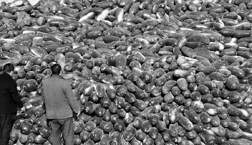 綠油油的冬瓜堆積如山。