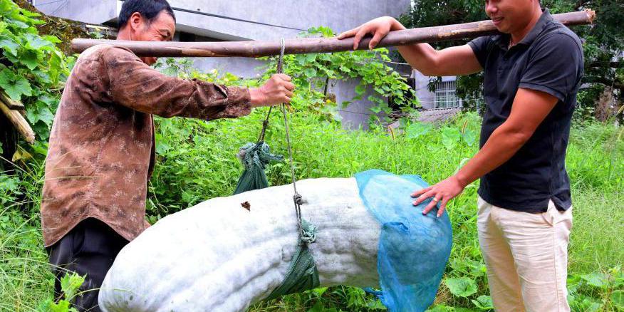 福建蕉城一農(nóng)戶(hù)種出173.5斤巨型冬瓜