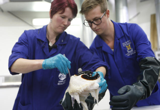 南極驚現(xiàn)350公斤巨型魷魚(yú)