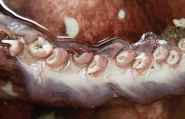 南極驚現(xiàn)350公斤巨型魷魚(yú)