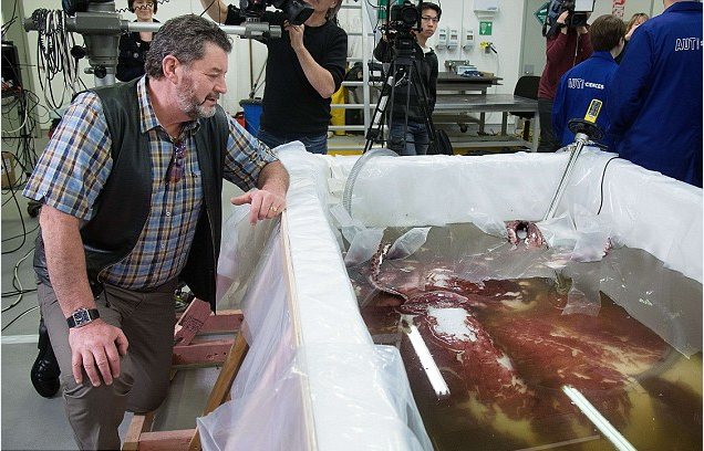 南極驚現(xiàn)350公斤巨型魷魚(yú)