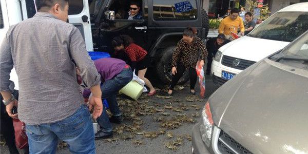 兩車(chē)刮擦致螃蟹鱷魚(yú)滿(mǎn)地爬 被路人搶光
