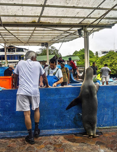 海獅變魚攤?？?排隊“購買”金槍魚
