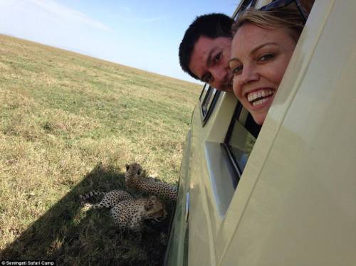 四目相對 獵豹車頂天窗伸頭凝視旅客 四目相對 獵豹車頂天窗伸頭凝視旅客