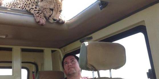 四目相對 獵豹車頂天窗伸頭凝視旅客 四目相對 獵豹車頂天窗伸頭凝視旅客