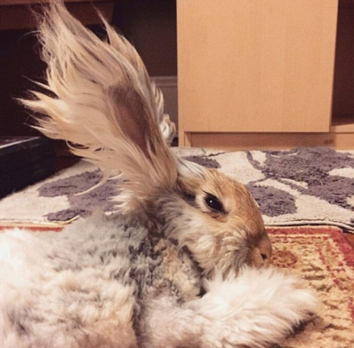 美國小兔可愛招風(fēng)耳走紅網(wǎng)絡(luò) 美國小兔可愛招風(fēng)耳走紅網(wǎng)絡(luò)