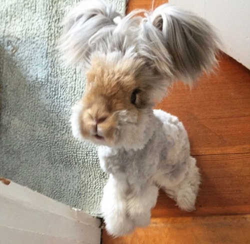 美國小兔可愛招風(fēng)耳走紅網(wǎng)絡(luò) 美國小兔可愛招風(fēng)耳走紅網(wǎng)絡(luò)