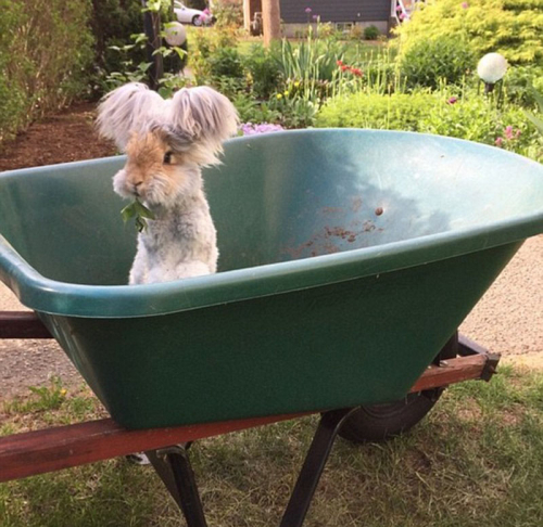 美國小兔可愛招風(fēng)耳走紅網(wǎng)絡(luò) 美國小兔可愛招風(fēng)耳走紅網(wǎng)絡(luò)