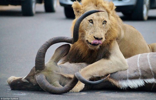 獅子們?cè)诰嚯x人類一米的地方捕食