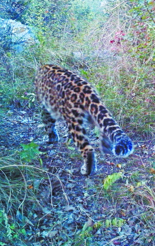 當(dāng)?shù)亓謽I(yè)部門提供的之前拍到的金錢豹照片 當(dāng)?shù)亓謽I(yè)部門提供的之前拍到的金錢豹照片