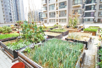  小區(qū)3層商鋪的樓頂是個(gè)大平臺(tái)，個(gè)人圍起來(lái)的“小菜園”約有50多個(gè)。