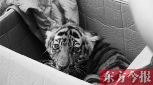 三門峽6人團伙集資25萬網(wǎng)購孟加拉幼虎被抓獲