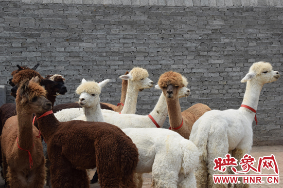今年11月-12月,我省將再從智利引進(jìn)210只羊駝。