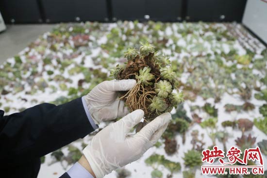 這些被截獲的多肉植物郵件面單上的品名大多申報為“禮物”、“衣服”等，屬于瞞報行為。