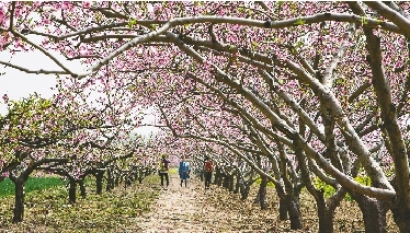 　郊外花海惹人醉。