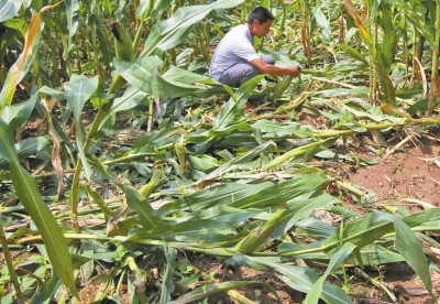甕峪村一莊稼地，被野豬糟蹋的玉米。
