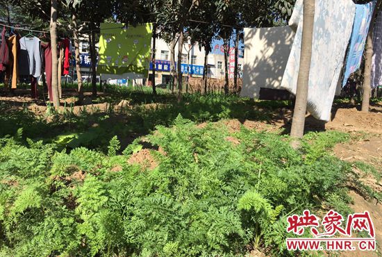 西四環(huán)中原路交叉口，大片生態(tài)廊道被毀，變成私家菜園。