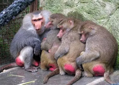 強(qiáng)冷空氣+雨 鄭州終于要下雪了！最低氣溫-6℃！