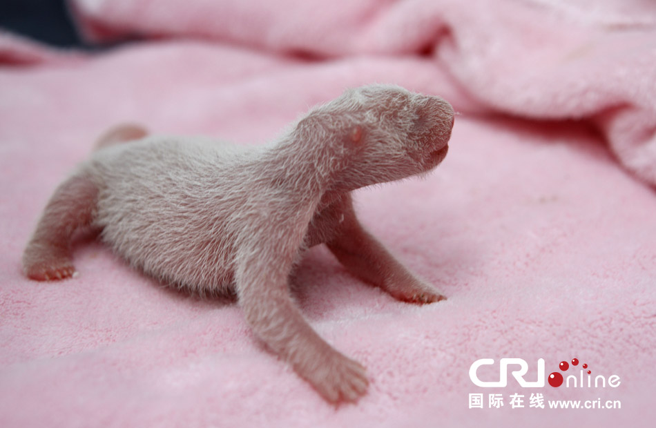2013年7月11日，成都大熊貓繁育研究基地月亮產(chǎn)房，新生大熊貓寶寶在育嬰箱里憨態(tài)可掬。