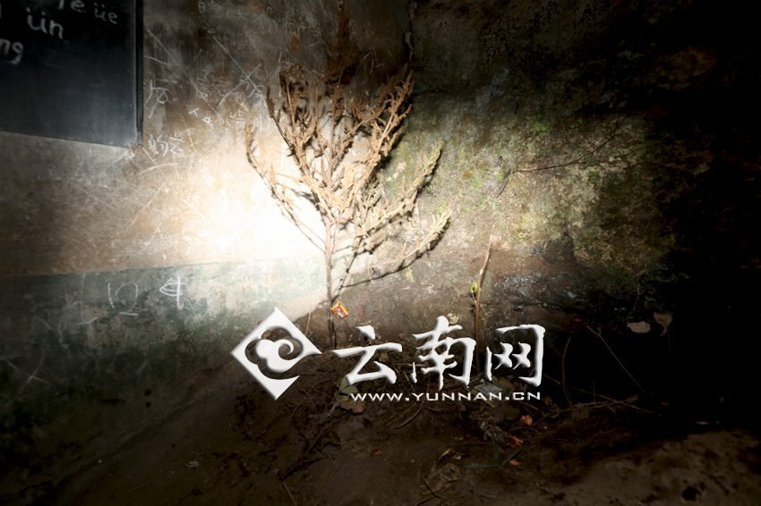 　教室里沒有燈，光線太暗，村民便種下了野蘇麻，希望教室有綠色，讓孩子們看到“希望”。 徐弘毅 攝